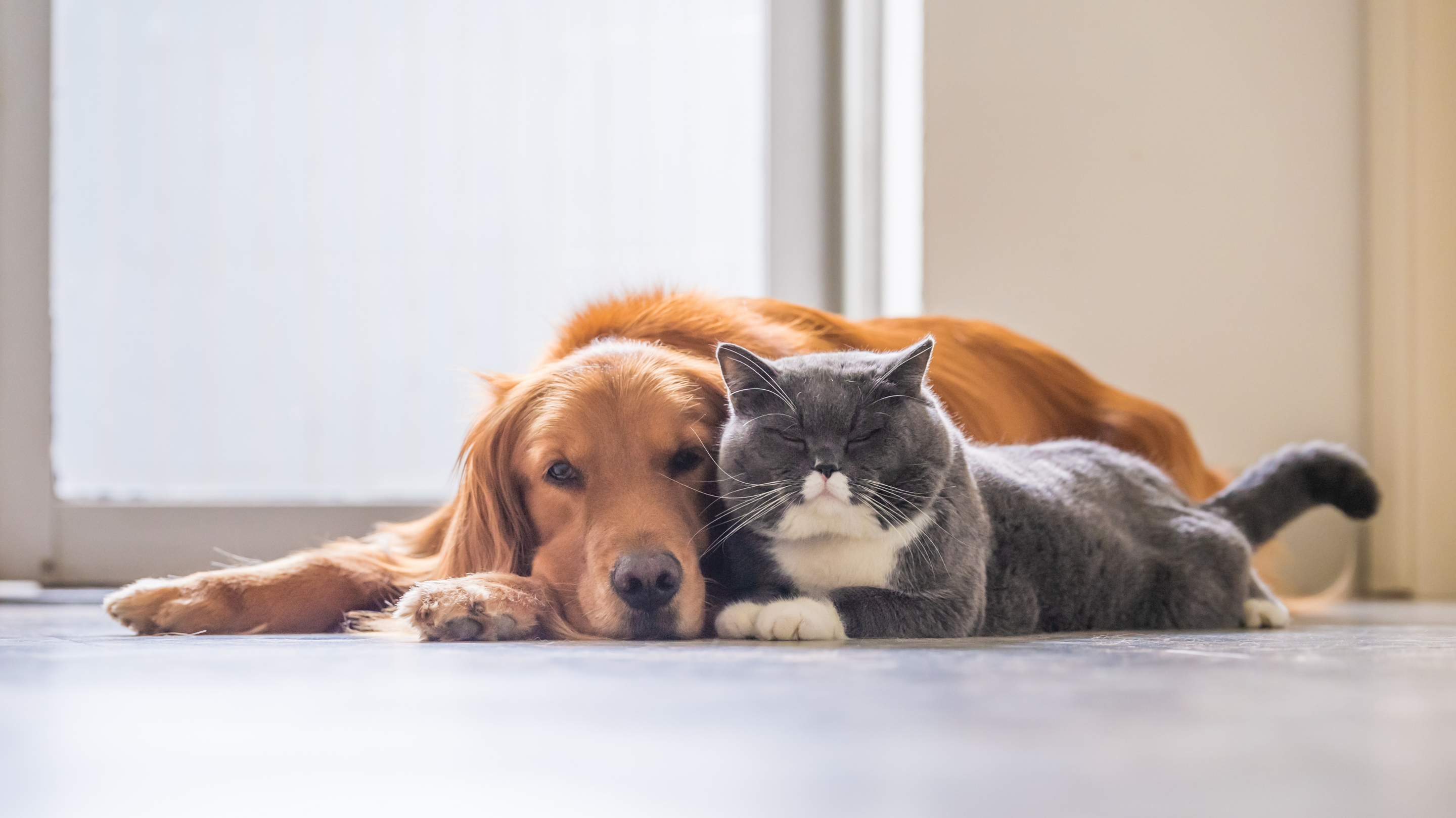 A dog and cat snuggle together in a sunny room