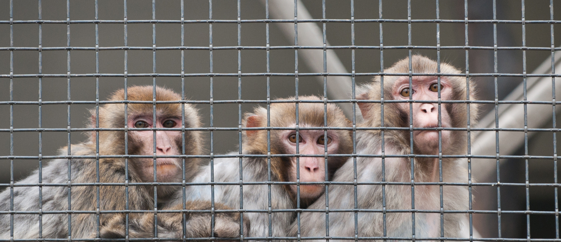 The U.S. Is Running Out of Research Monkeys - WSJ