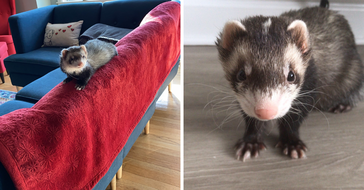 My Darling Ferret Bred by Marshall and Sold by Petco Rise for Animals
