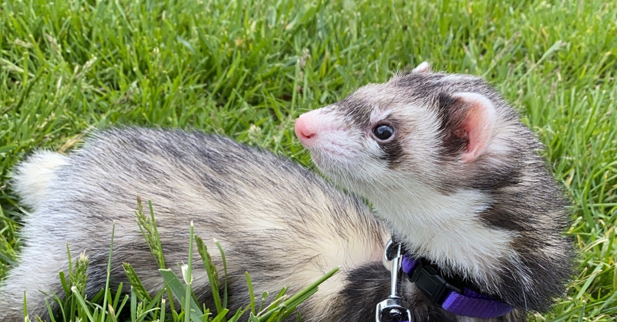 My Darling Ferret Bred by Marshall and Sold by Petco – Rise for Animals
