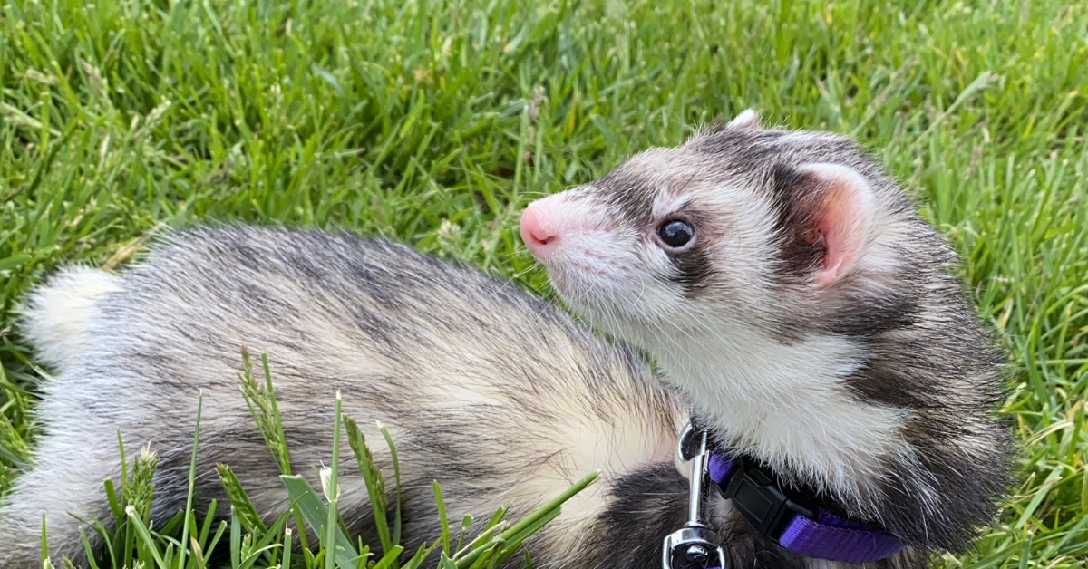 Petco that sells store ferrets