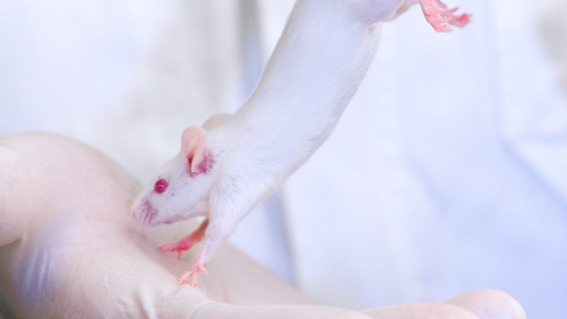 Another Lab Hangs Mice by Their Tails for Cruel Experiments – Rise for  Animals