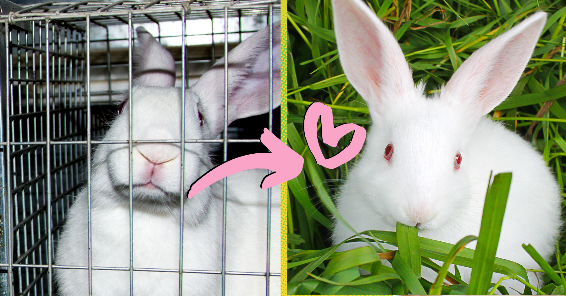 research animal testing for cosmetics