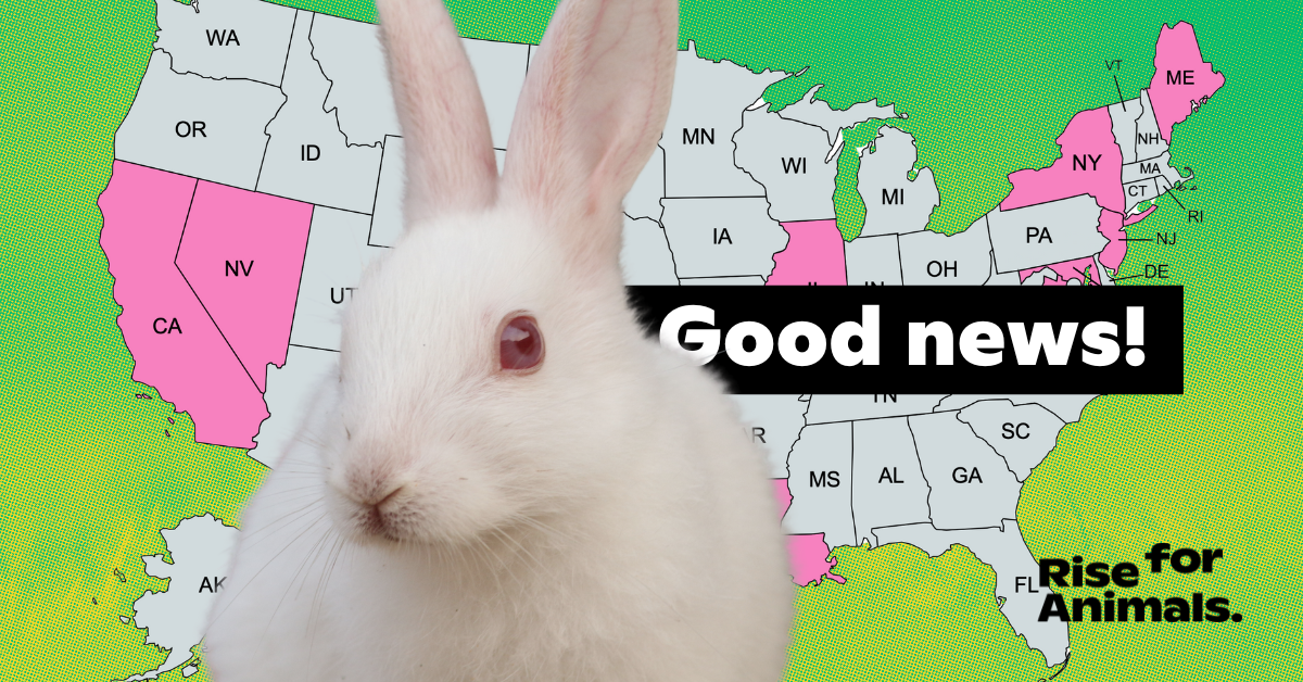 Good News Senate Eliminates Cosmetics Testing Provision Rise For Animals   Sharegraphic.FDASLA 