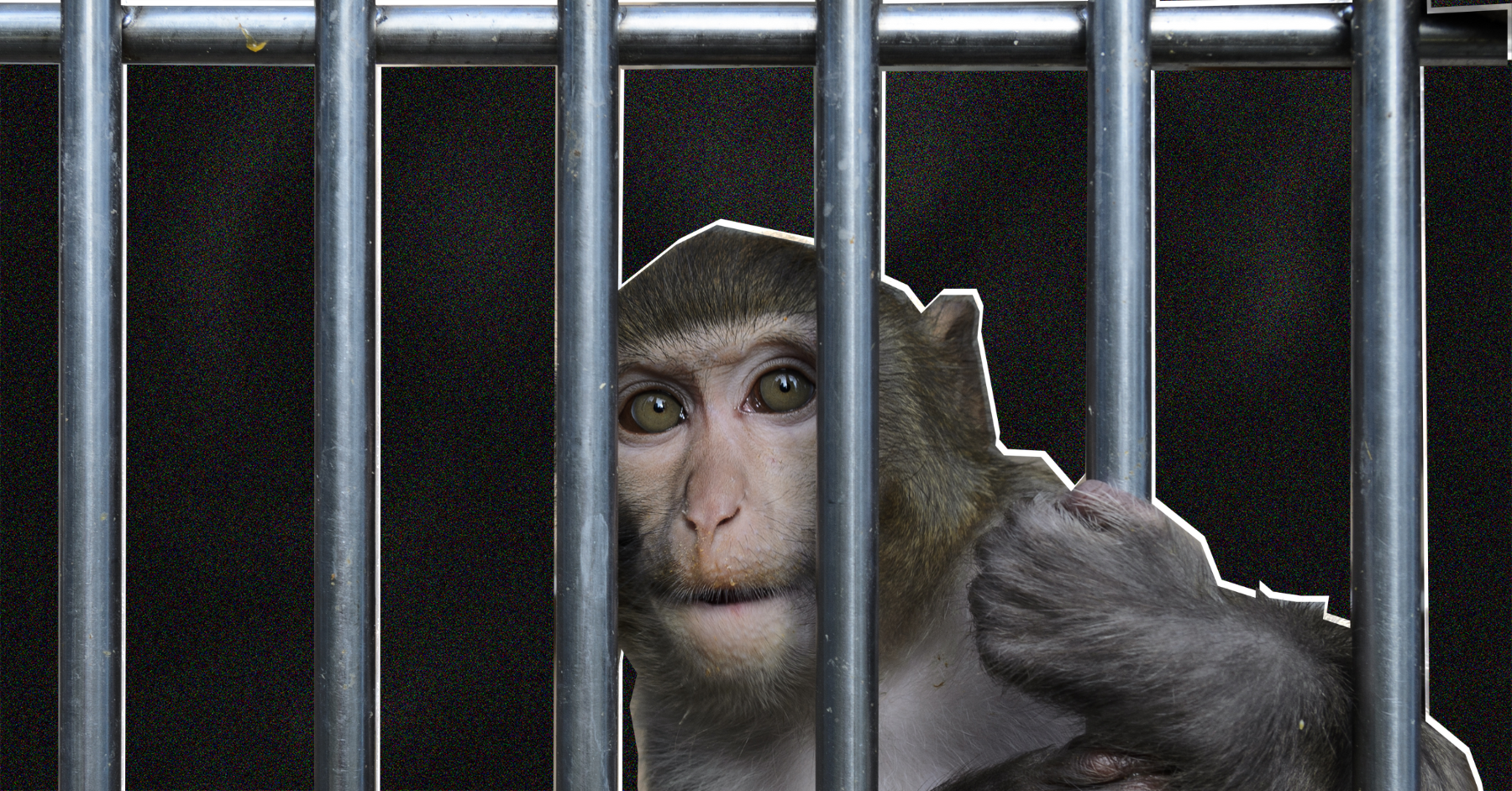 8 Charged in Scheme to Smuggle Endangered Monkeys From Asia, U.S.