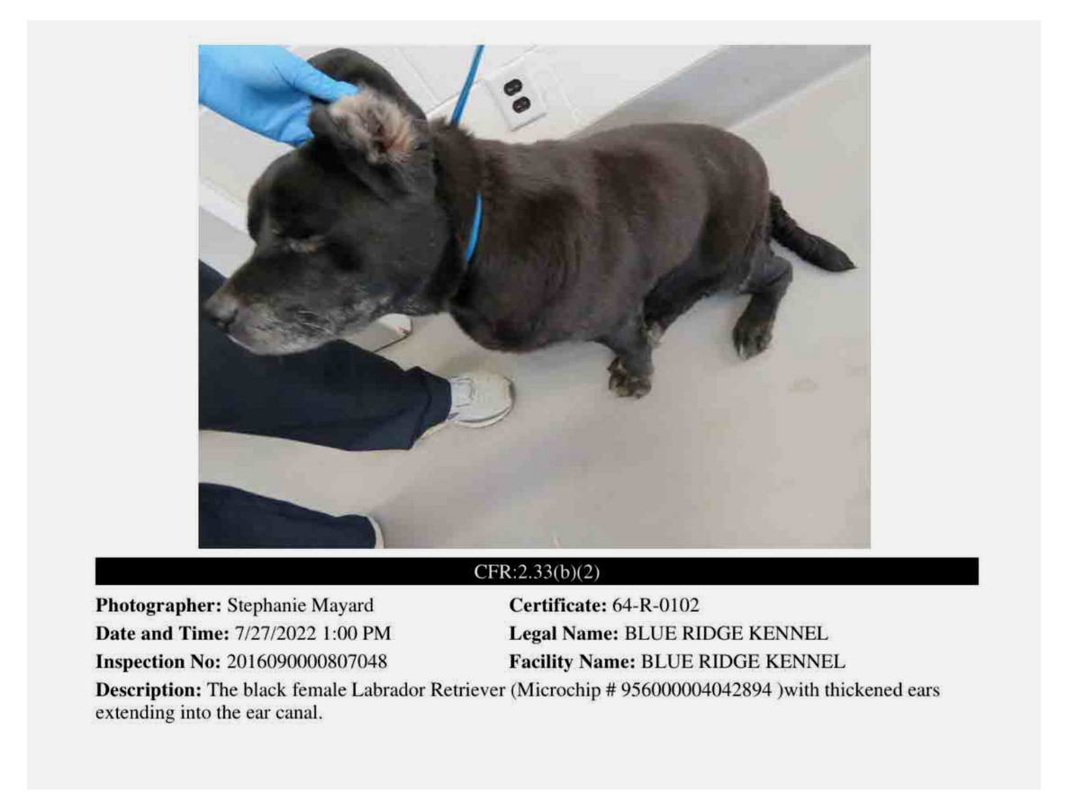 Look in a Lab: Blue Ridge Kennel – Rise for Animals