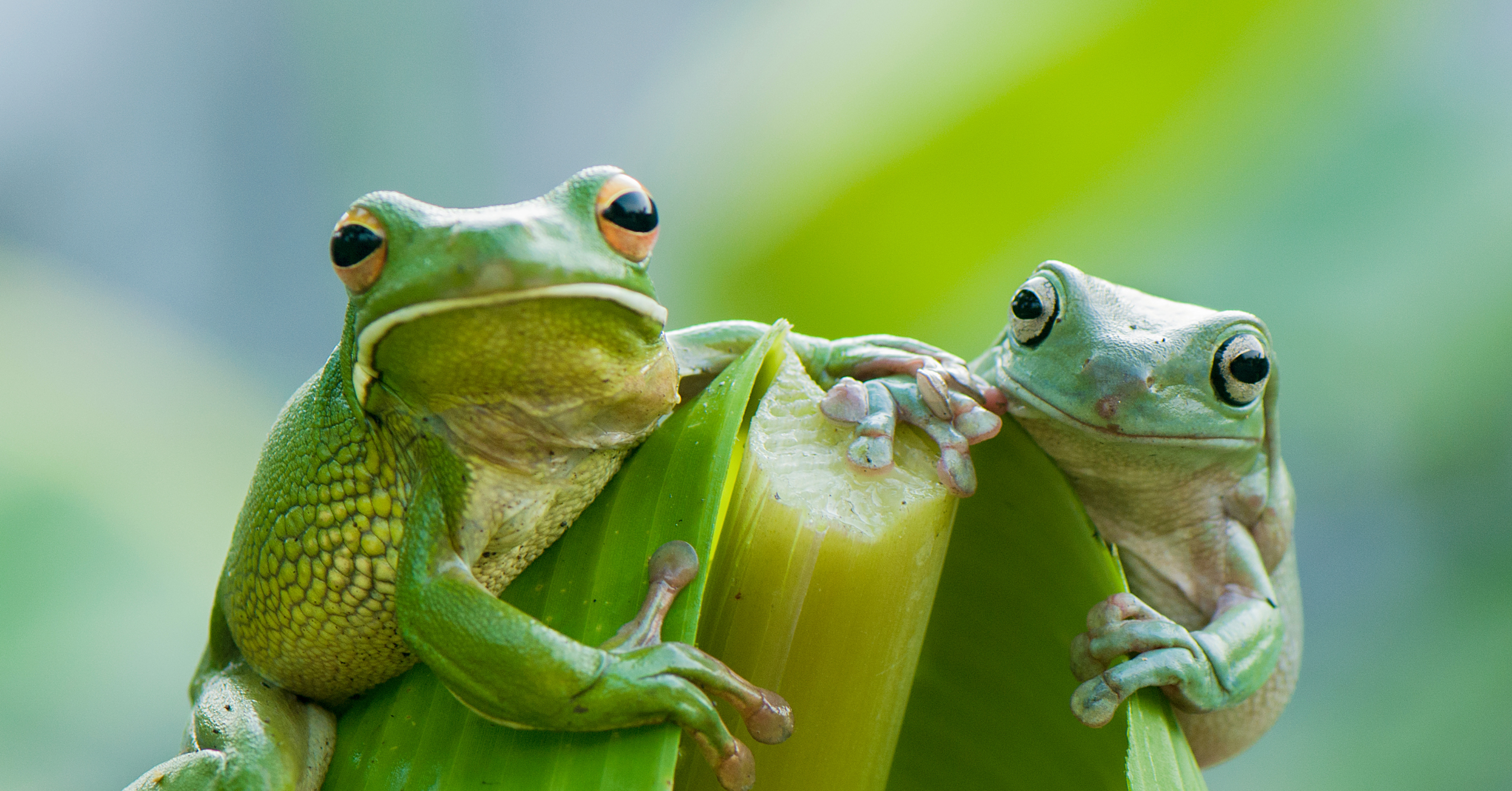 Vet Successfully Sews One Stitch in Tiny Tree Frog Whose Lung Was Exposed,  Loving 'all Creatures Great and Small