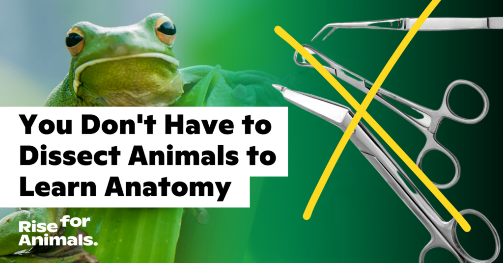 You Don’t Need to Dissect Animals to Learn Anatomy Rise for Animals