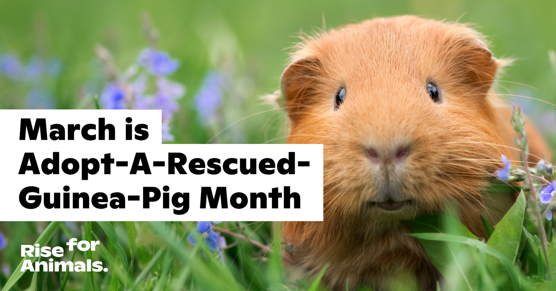 Adopt a rescued cheap guinea pig month