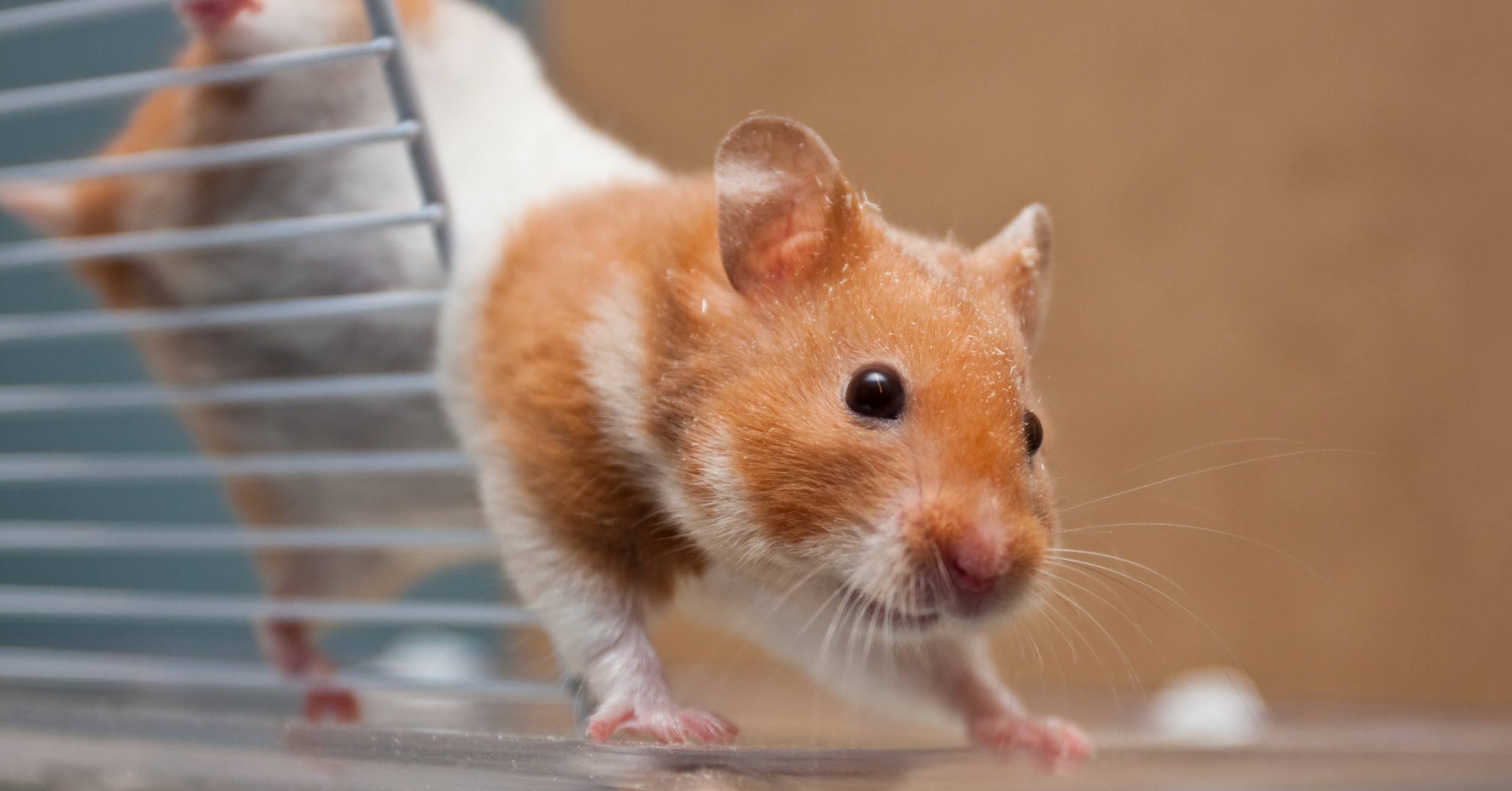 Hamsters in medical research