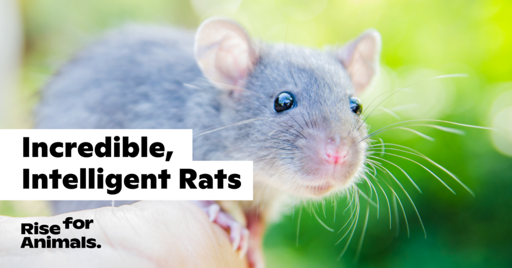 Incredible, Intelligent Rats – Rise for Animals