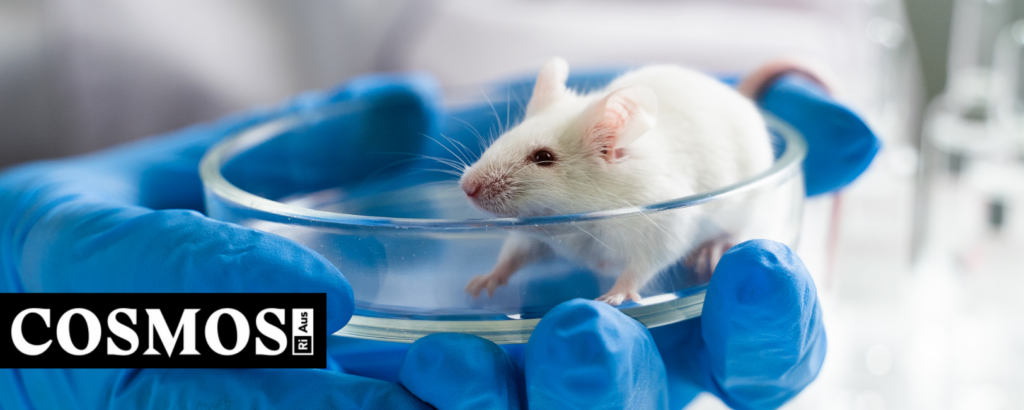 animal testing on rats and mice