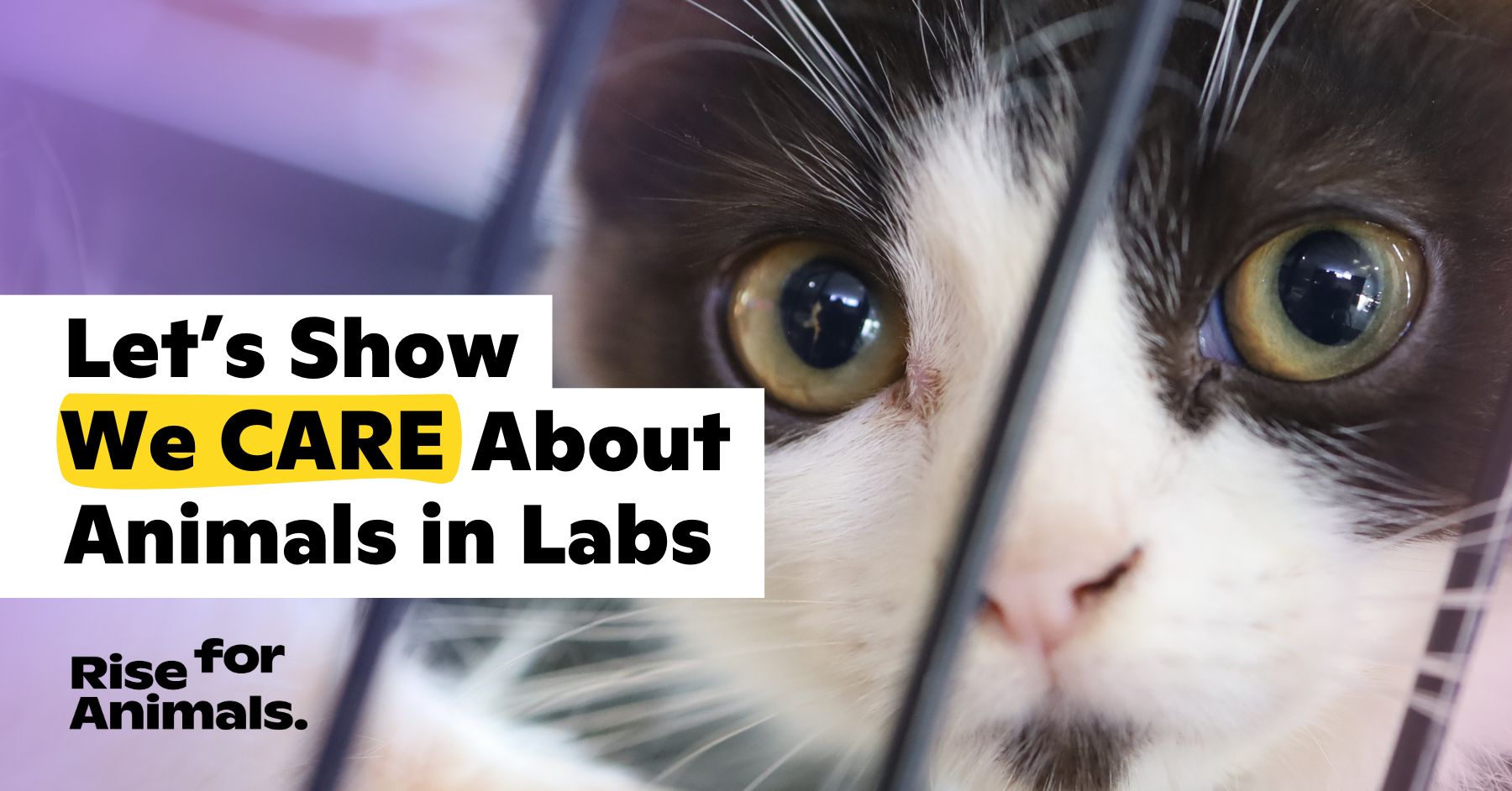 Let’s Show We CARE About Animals in Labs Rise for Animals