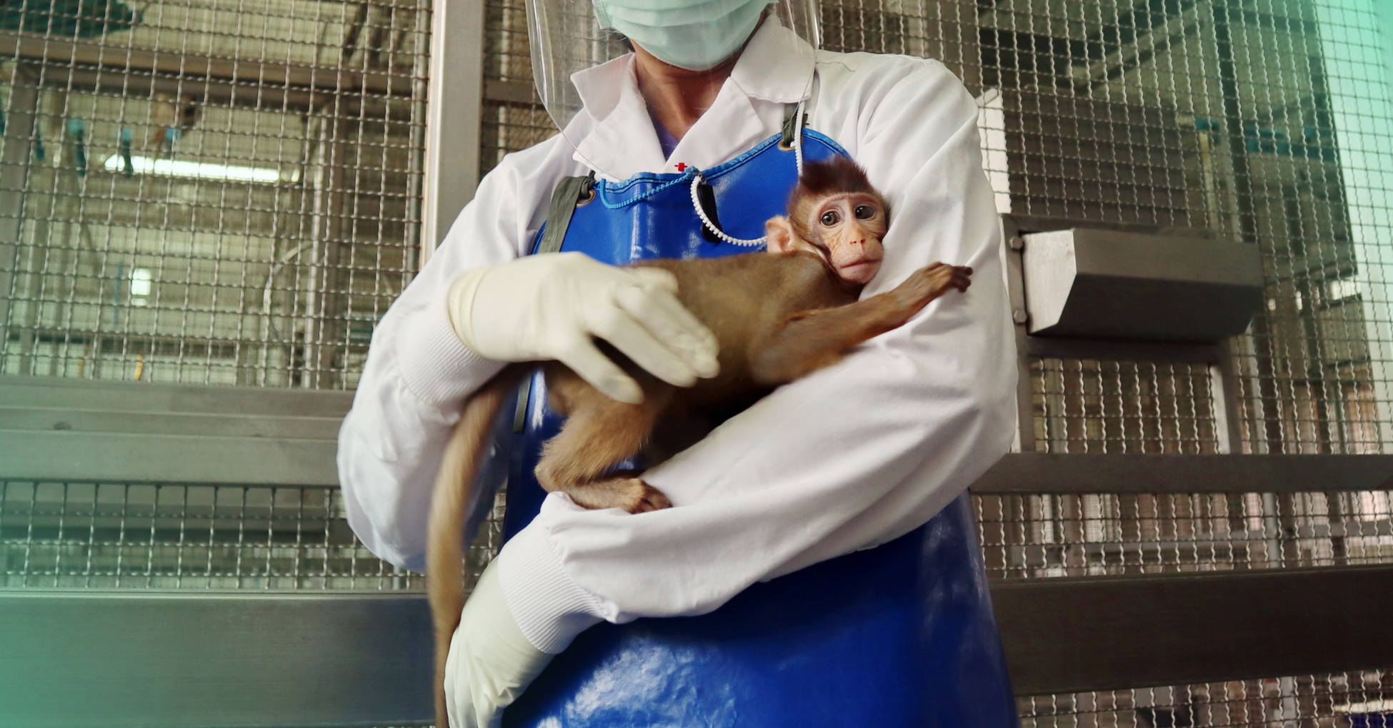 A person dressed in a mask, gloves, and surgical apron holds a baby macaque monkey while standing in front of steel cages