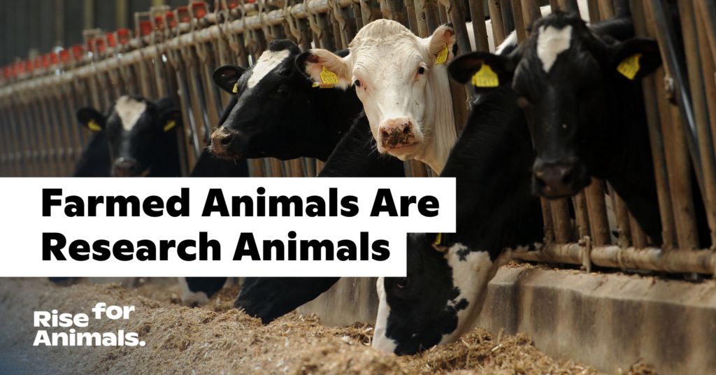 Farmed Animals are “Research” Animals Rise for Animals