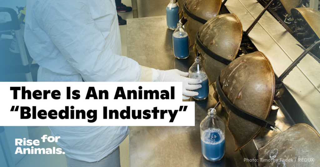 There’s an Animal “Bleeding Industry”. Think About That. – Rise for Animals