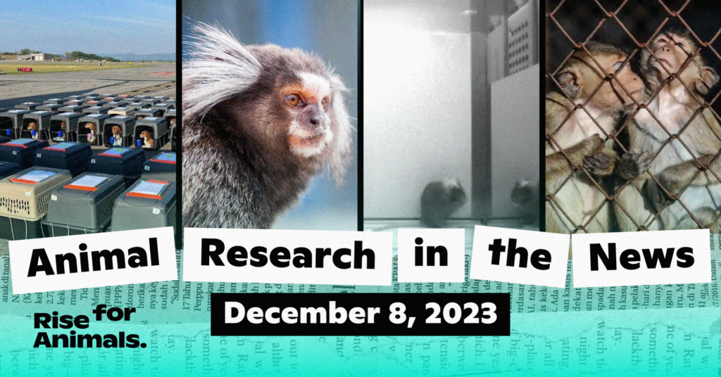 Animal Research News Roundup: December 8, 2023 – Rise for Animals