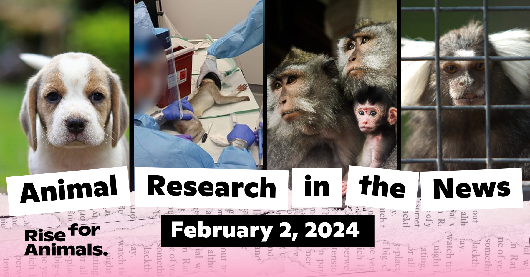Animal Research News Roundup: February 2, 2024 – Rise for Animals