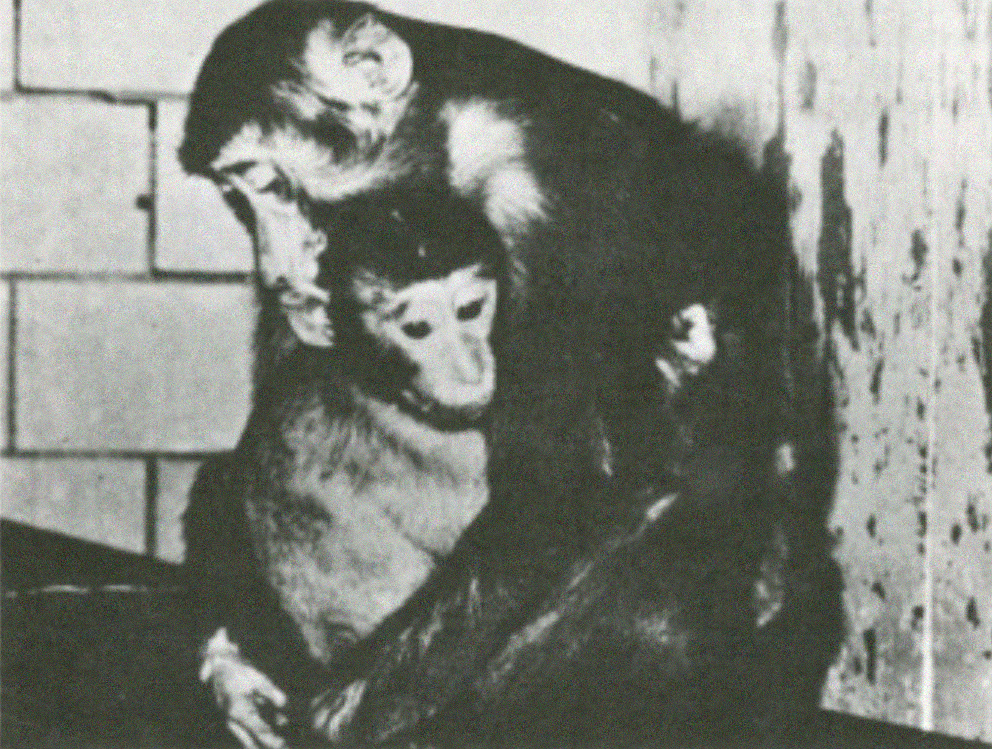 Motherly Love: Universal, Unyielding, and Unequaled – Rise for Animals