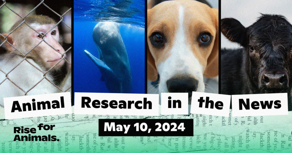 Animal Research News Roundup: May 10, 2024 – Rise for Animals