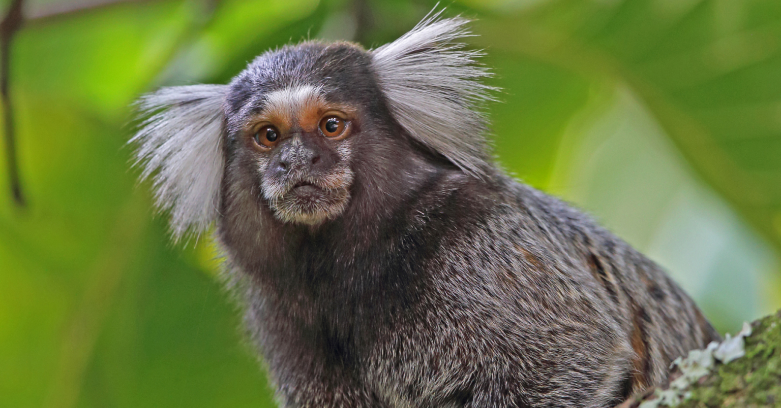 Species Spotlight: Marmosets – Rise for Animals