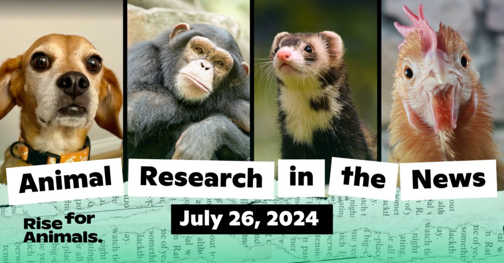 Animal Research News Roundup: July 26, 2024 – Rise for Animals