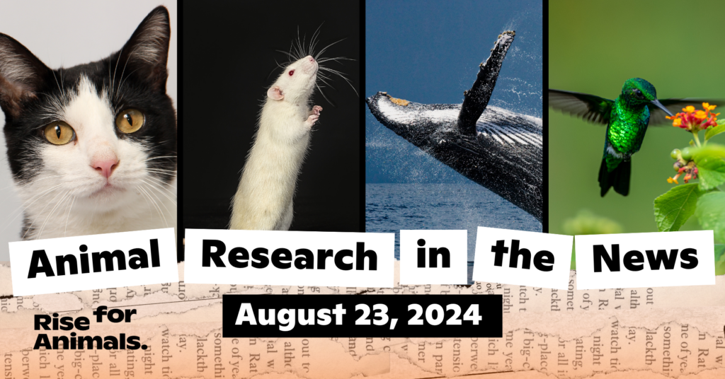 Animal Research News Roundup: August 23, 2024 – Rise for Animals