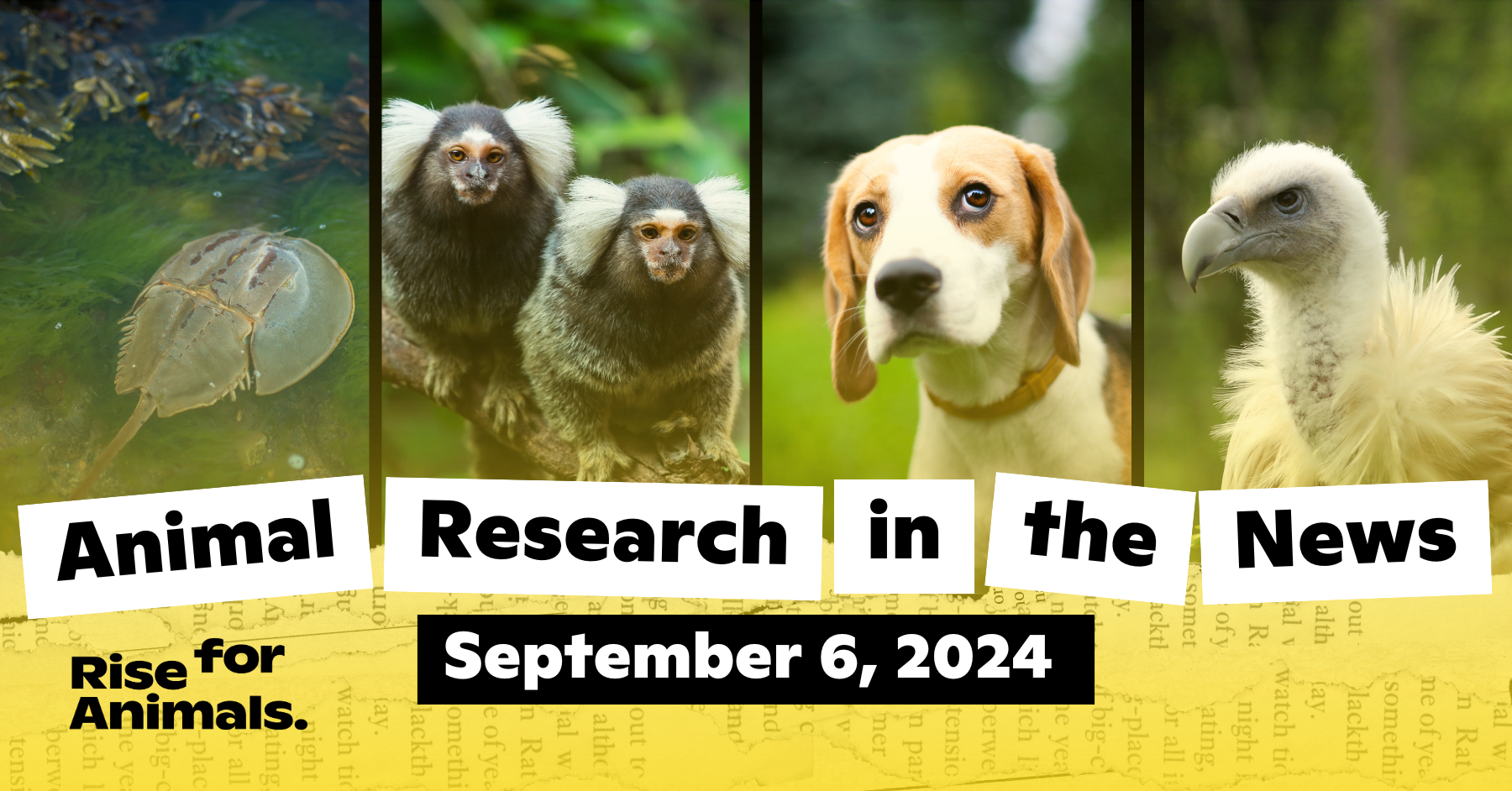 Animal Research News Roundup: September 6, 2024 – Rise for Animals