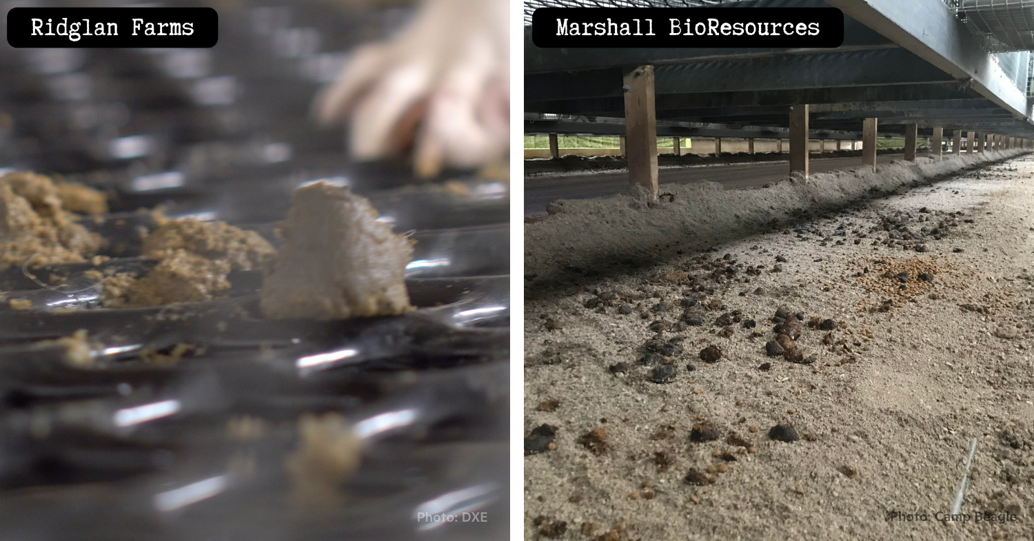 Ridglan, Marshall Among Animal Welfare Elite, per Industry – Rise for ...
