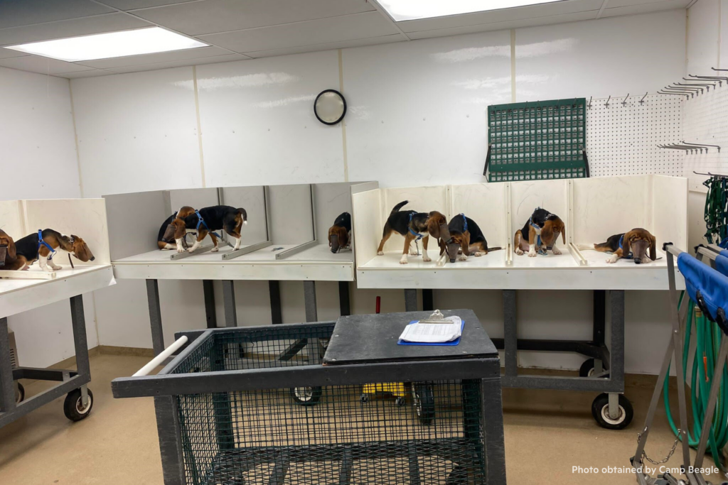 Beagles wearing inhalation masks at Marshall BioResources