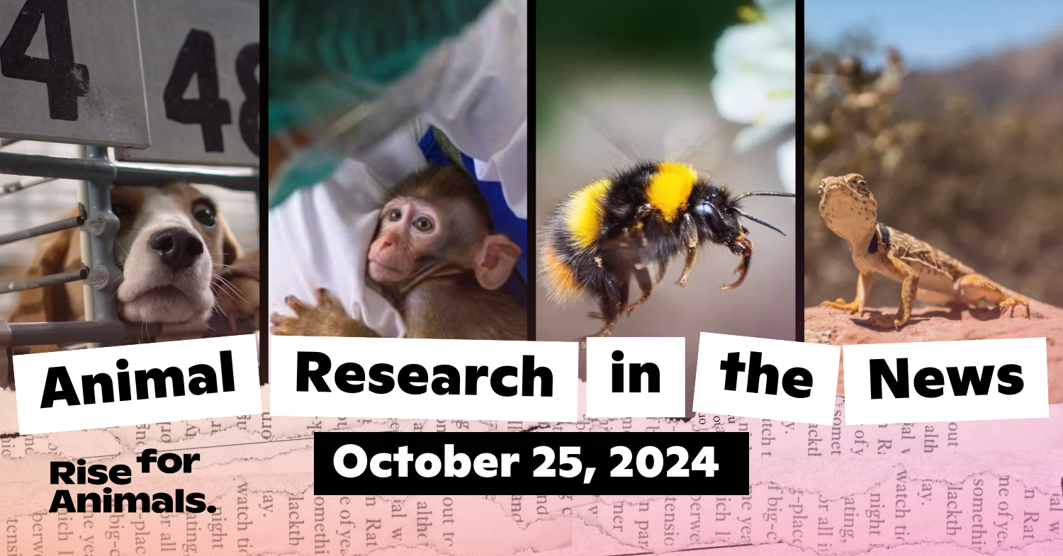 Animal Research News Roundup October 25, 2024 Rise for Animals