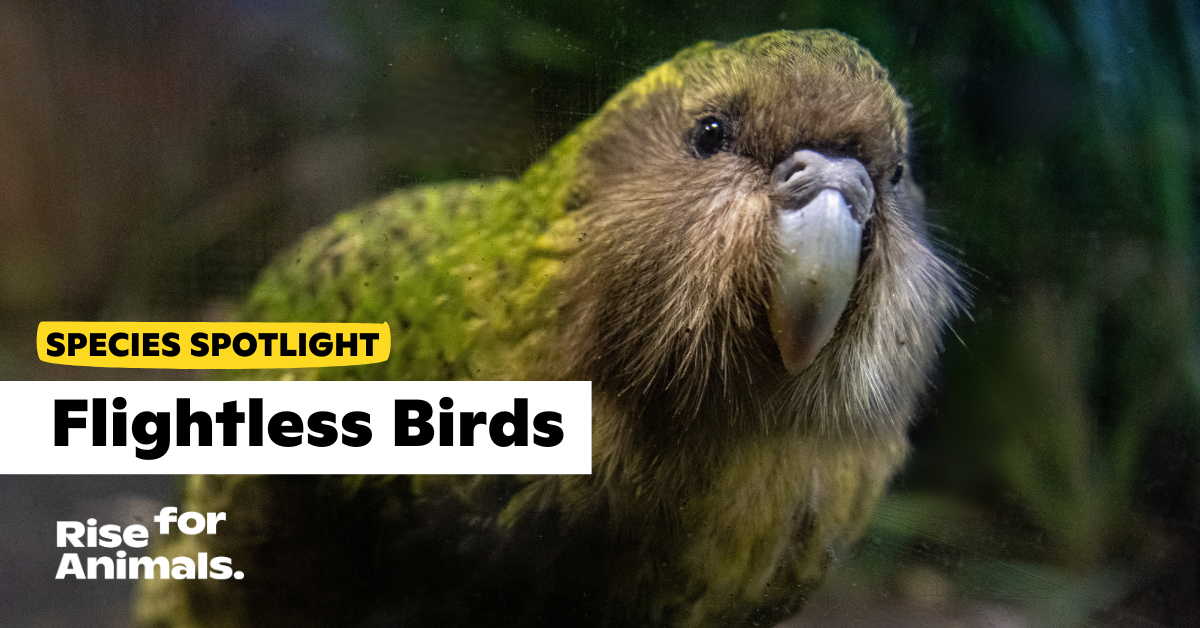 Species Spotlight: Flightless Birds – Rise for Animals