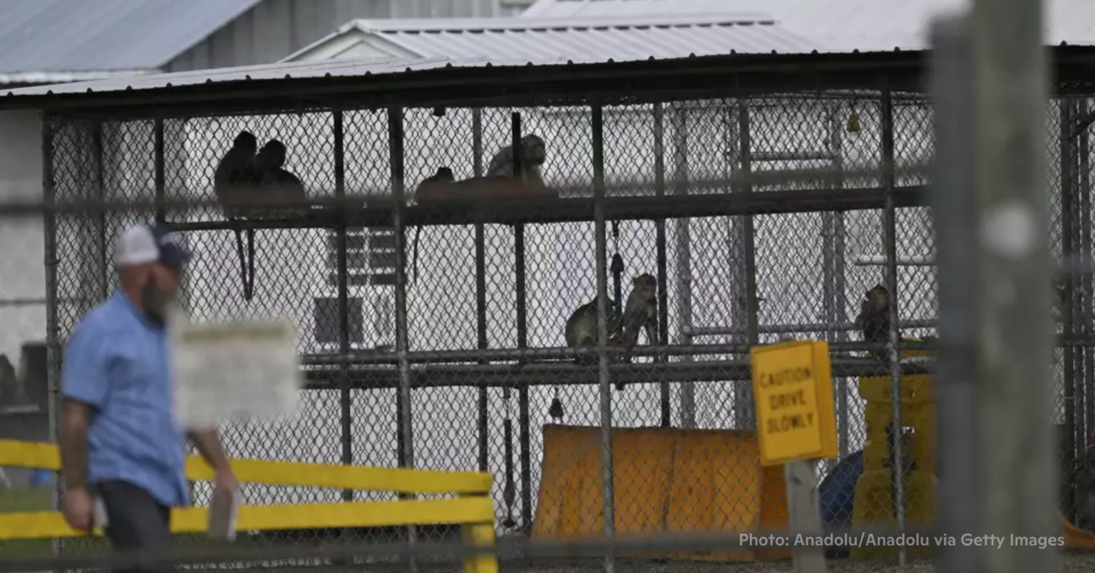 Media Frames Monkey Recapture as a “Disney Movie” Ending – Rise for Animals