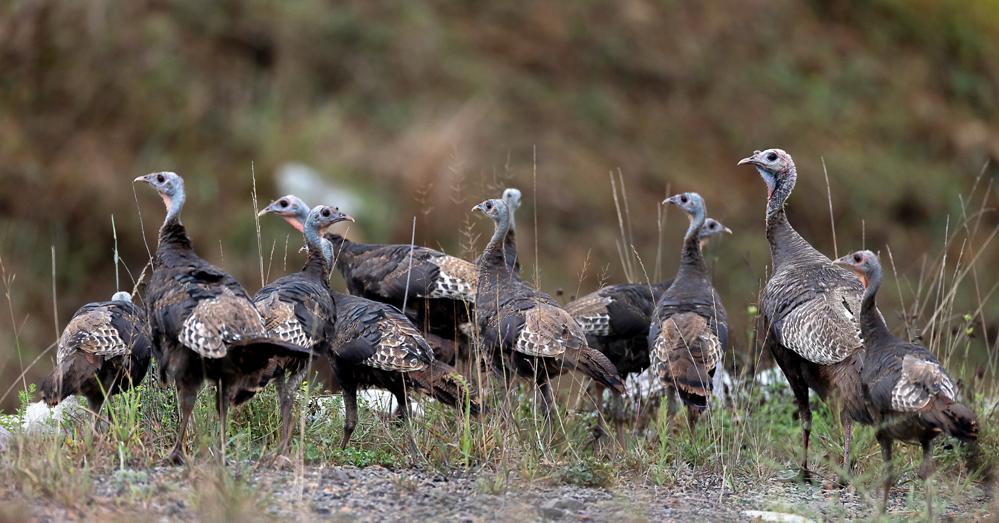 Species Spotlight: Turkeys – Rise for Animals