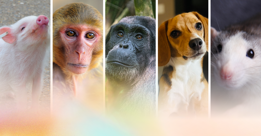 Donate to Rise for Animals – Rise for Animals