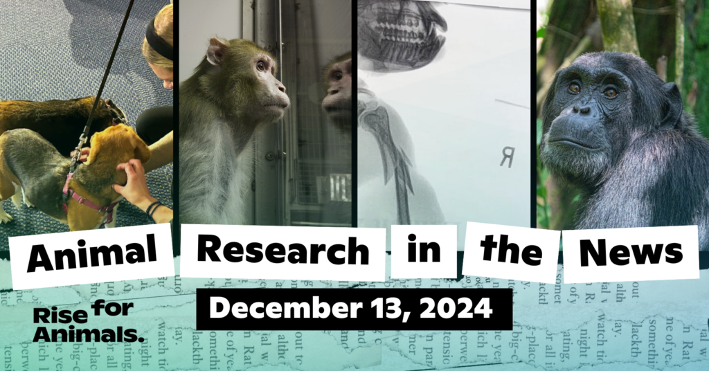 Animal Research News Roundup December 13, 2024 Rise for Animals
