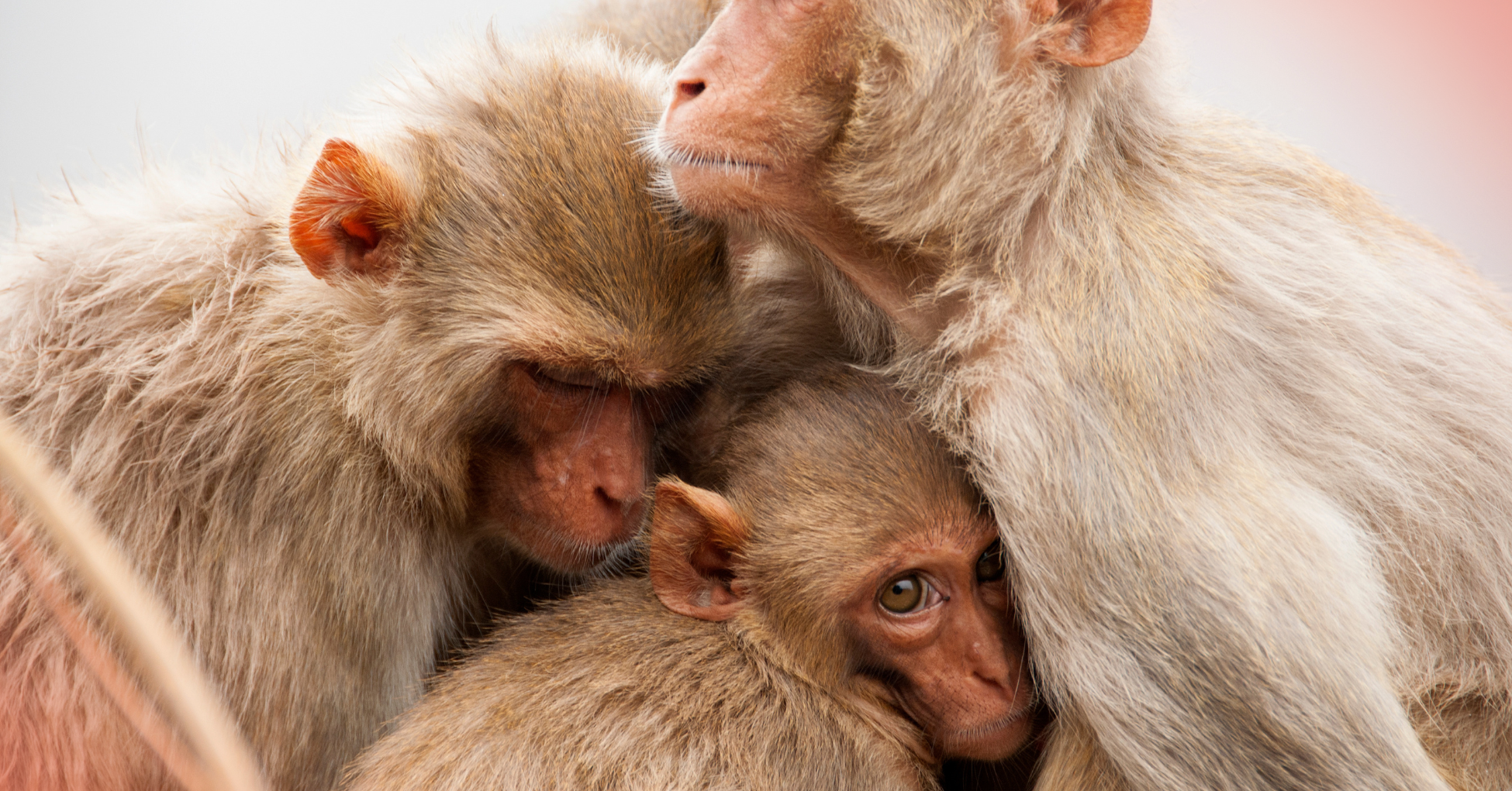 A family of monkeys — a mother, a father, and a baby — embrace