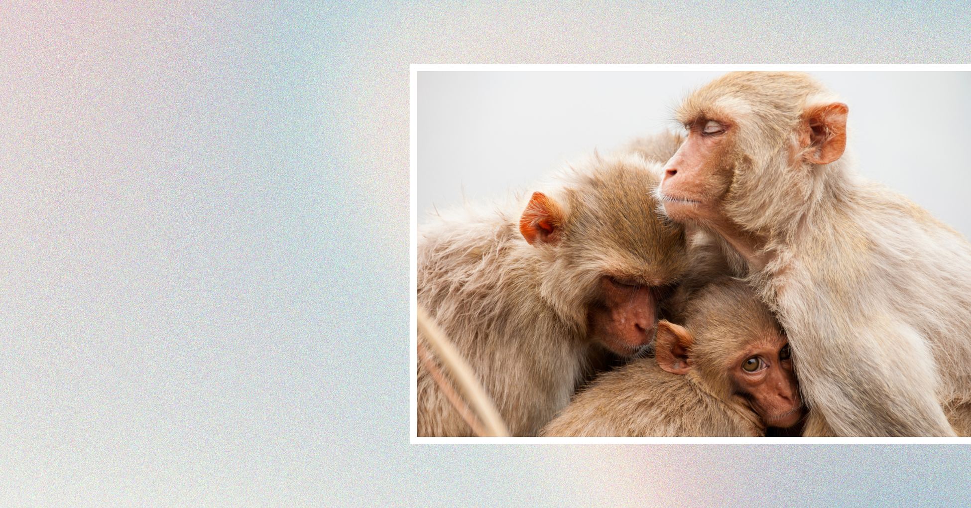 A family of monkeys — a mother, a father, and a baby — embrace