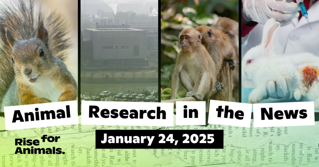 Animal Research News Roundup: January 24, 2025 – Rise for Animals