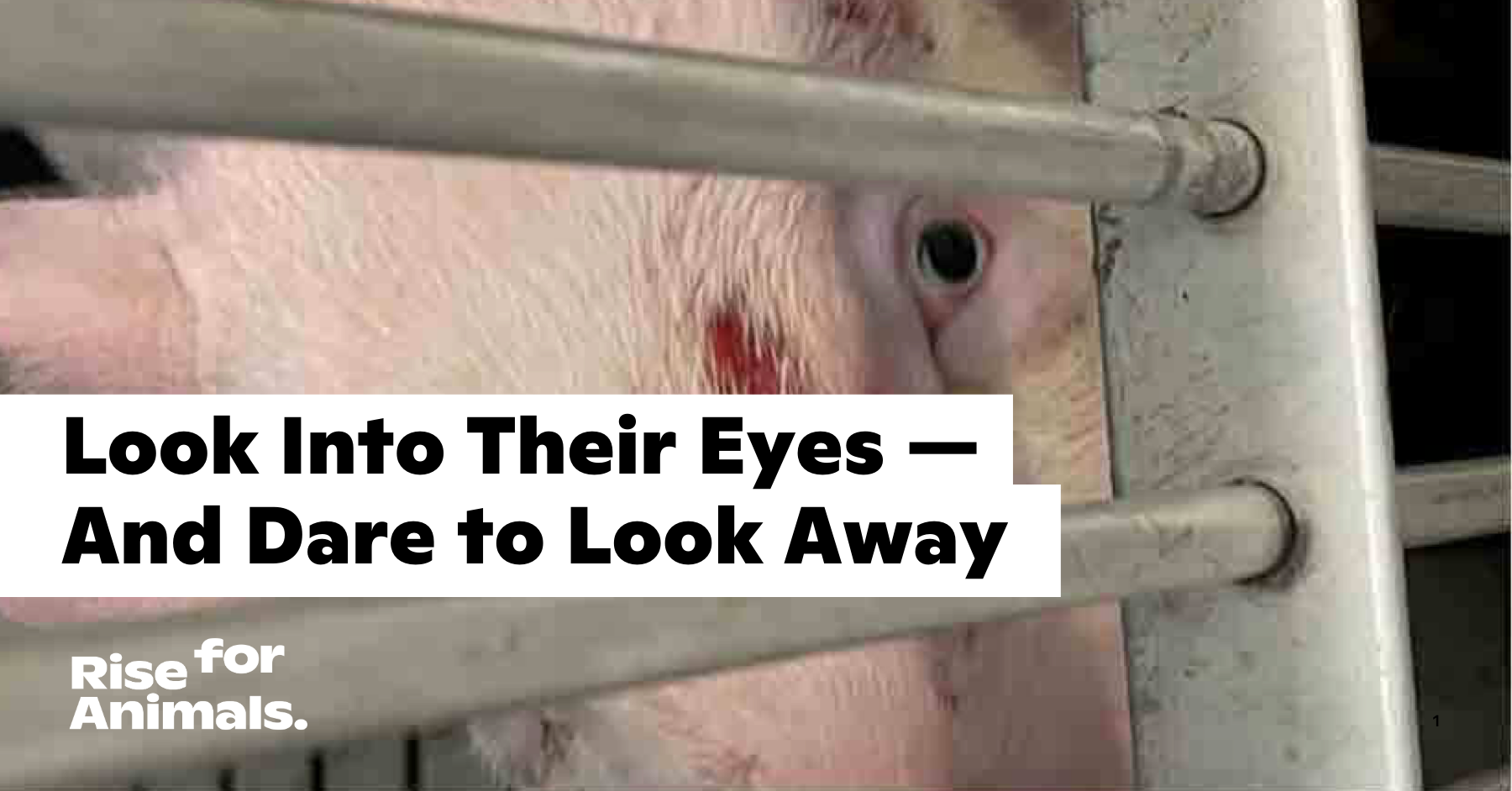 Look Into Their Eyes And Dare To Look Away Rise For Animals look-into-their-eyes-and-dare-to-look-away-rise-for-animals