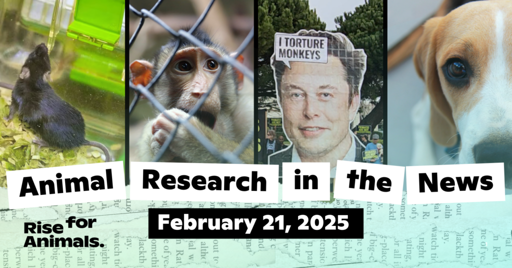 Animal Research News Roundup: February 21, 2025 – Rise for Animals