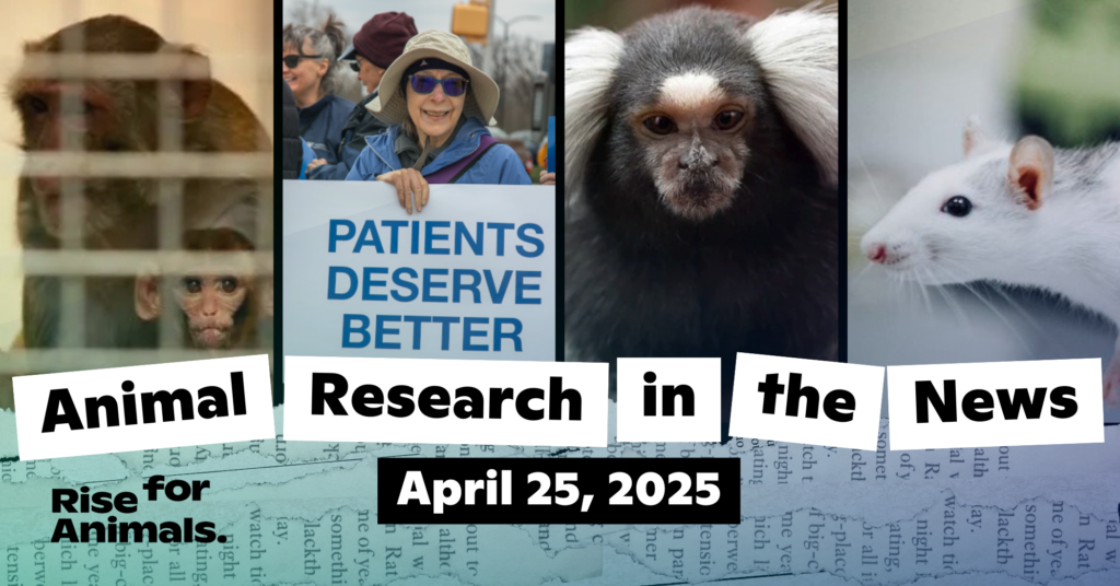 Animal Research News Roundup: April 25, 2025 – Rise for Animals