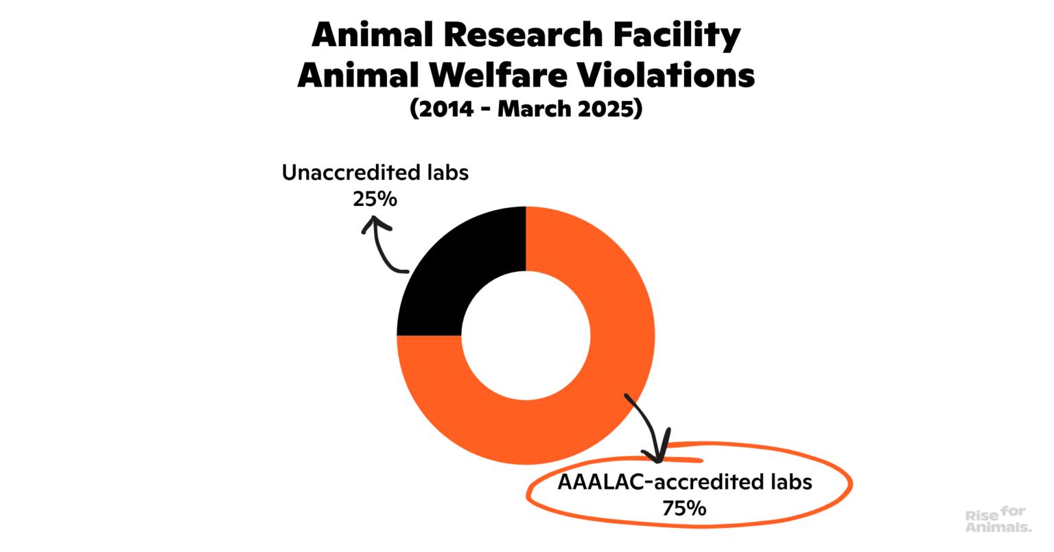 We’re Back in Court Against the Animal Research Industry – Rise for Animals
