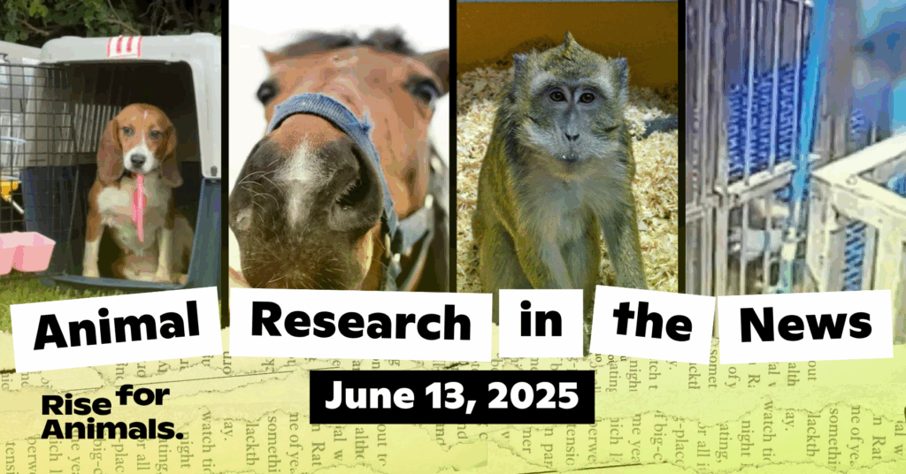 Animal Research News Roundup: June 13, 2025 – Rise for Animals