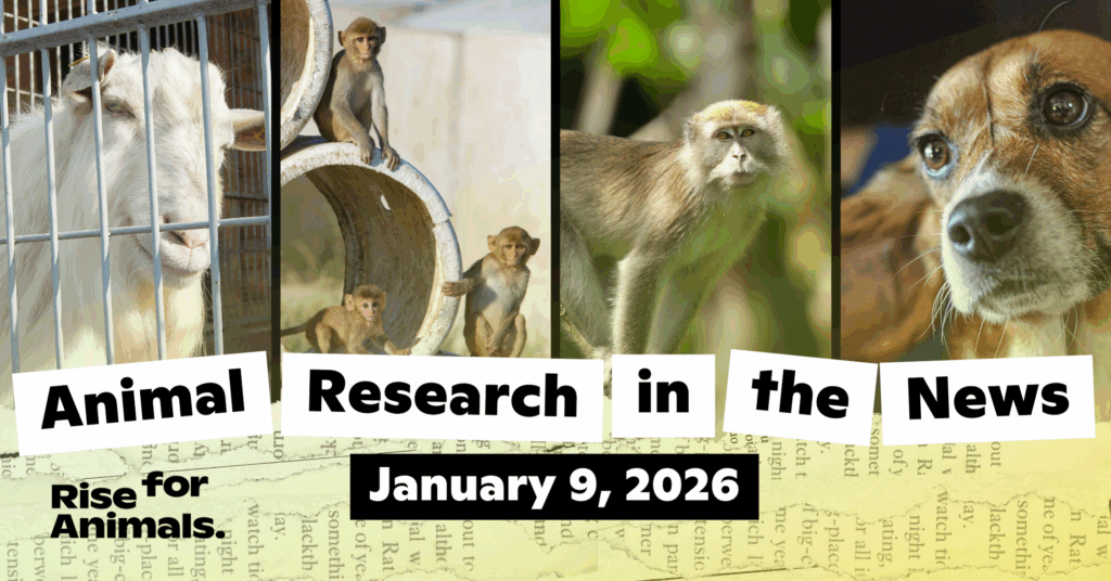 Animal Research News Roundup: January 9, 2026 – Rise for Animals