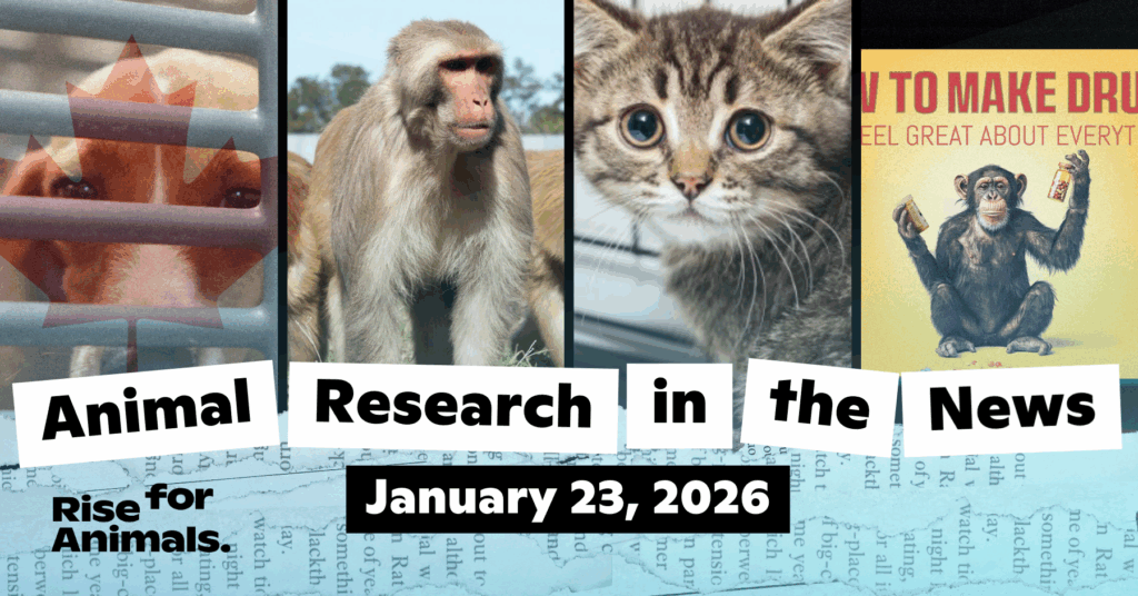Animal Research News Roundup: January 23, 2026 – Rise for Animals