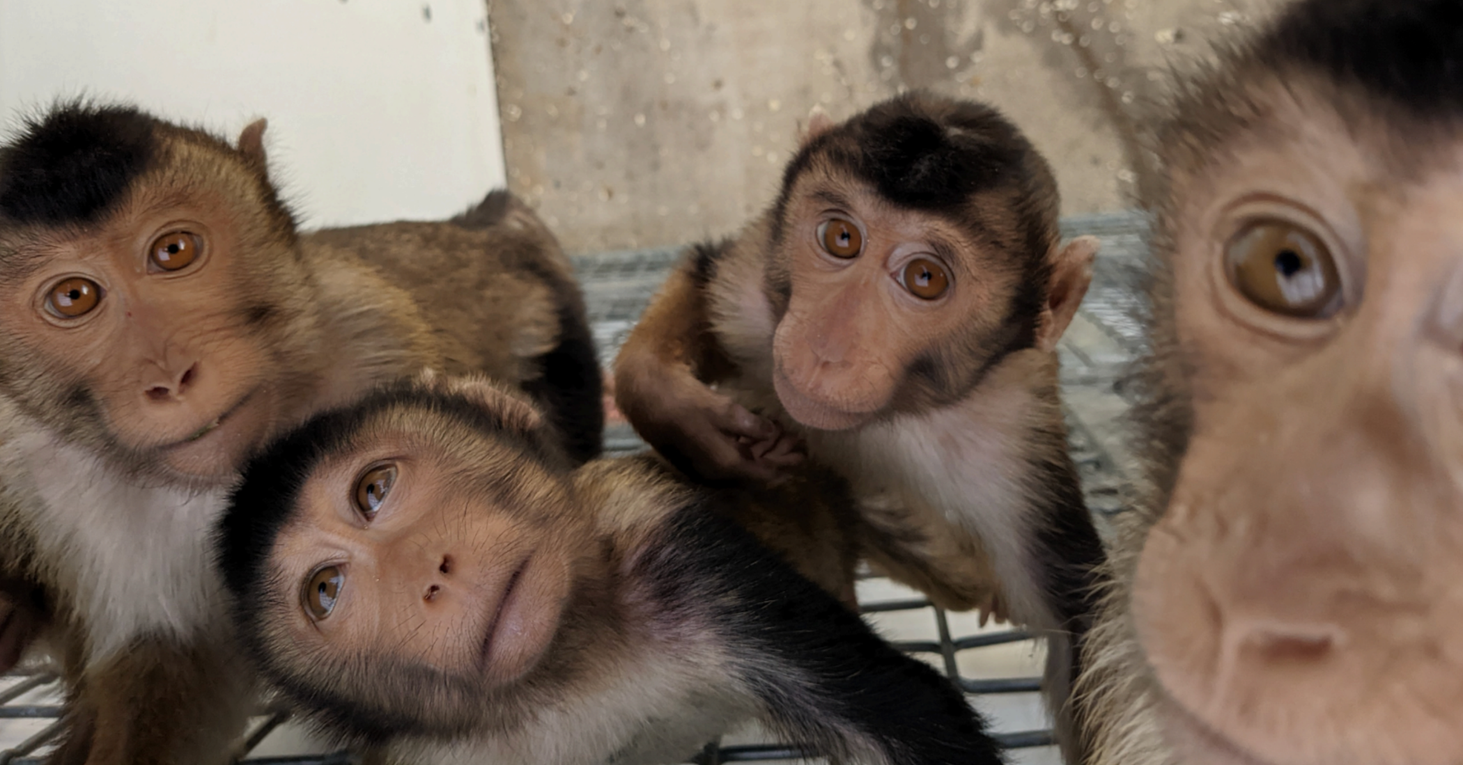 Four caged macaque monkeys at the University of Washington National Primate Center
