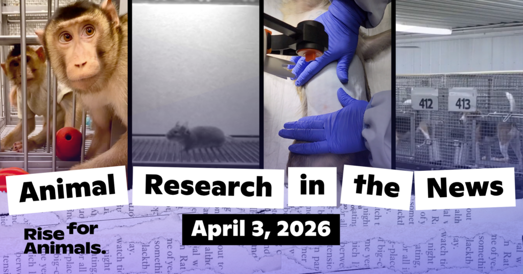 Animal Research News Roundup: April 3, 2026 – Rise for Animals