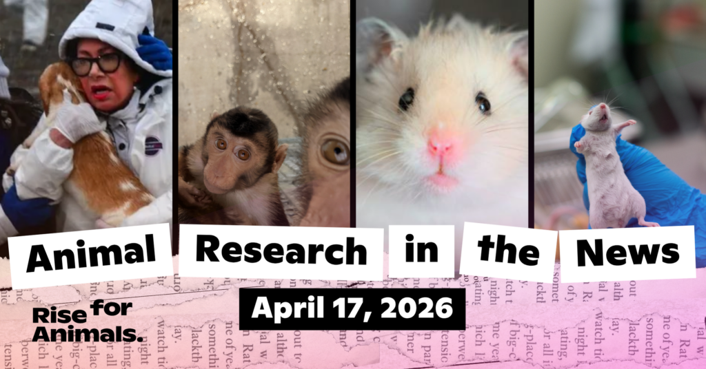 Animal Research News Roundup: April 17, 2026 – Rise for Animals
