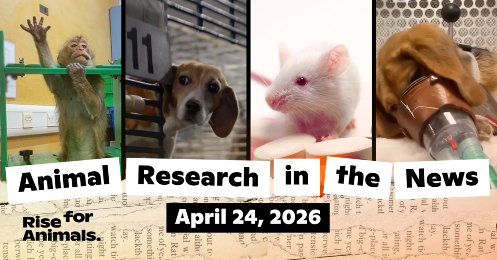 Animal Research News Roundup: April 24, 2026 – Rise for Animals